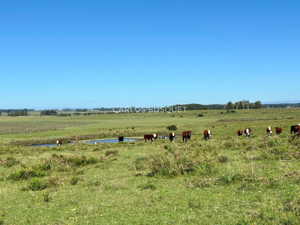 Campo Ref.542 - Campo de 189 has. en venta con costa de arroyo y Laguna de Jose Ignacio 