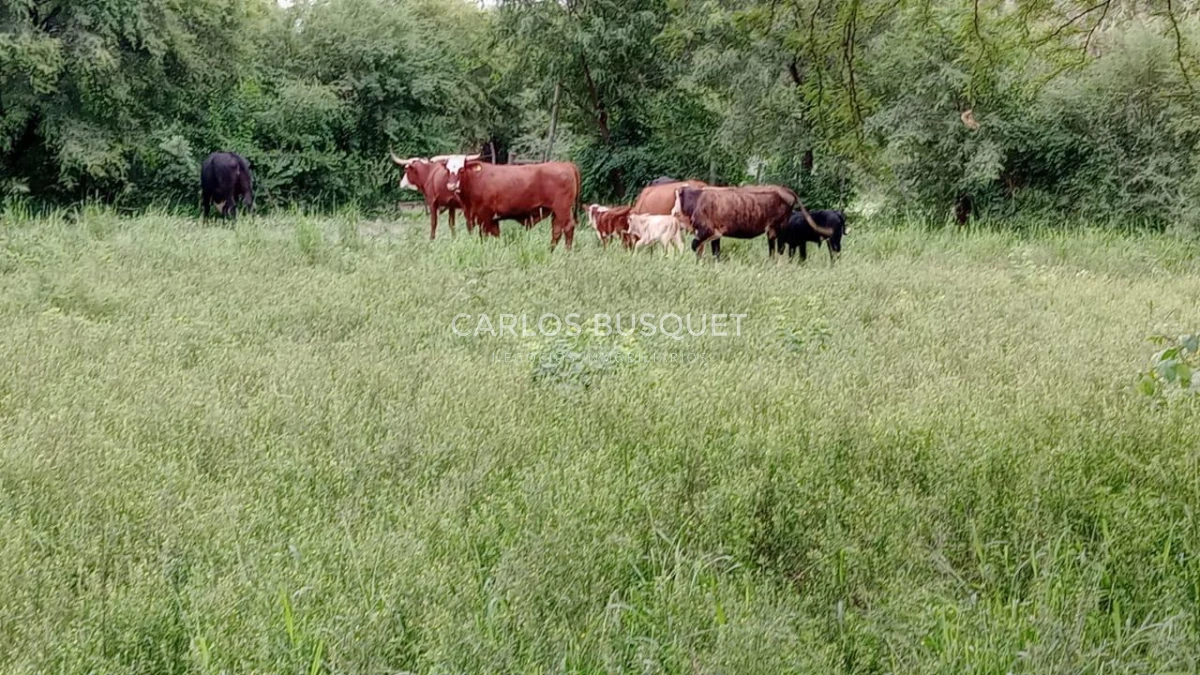 Campo Ref.1704 - Campo ganadero de 1.500 has. en venta en Formosa