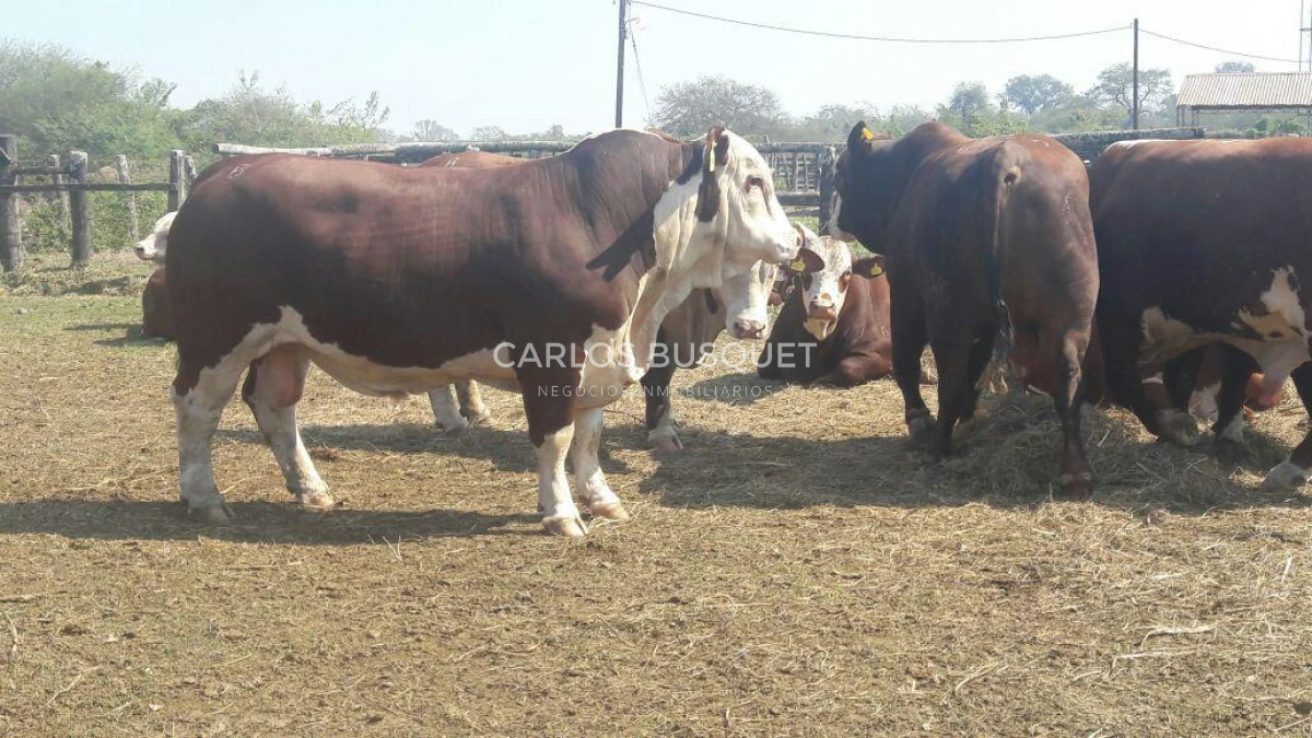 Campo Ref.1704 - Campo ganadero de 1.500 has. en venta en Formosa