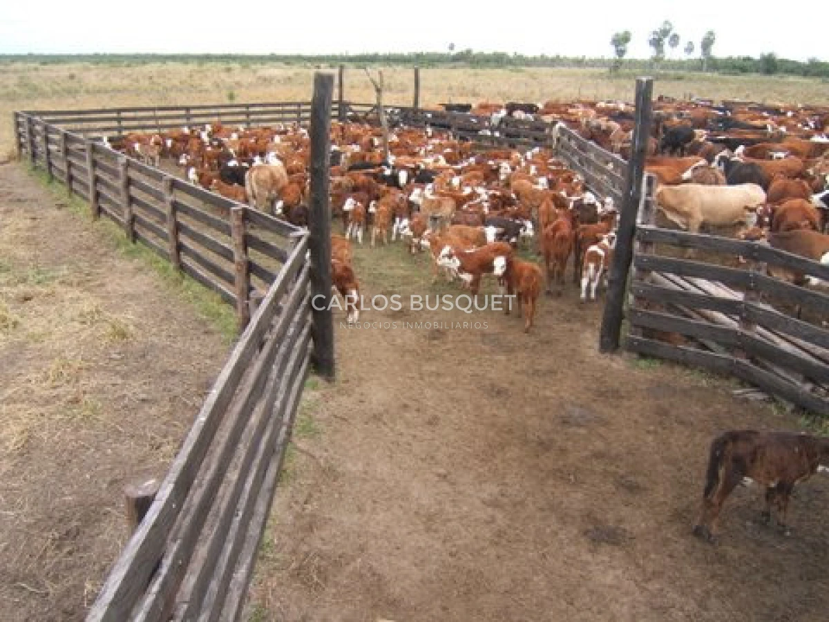 Campo Ref.1695 - Campo en venta de 20.600 has en Formosa 