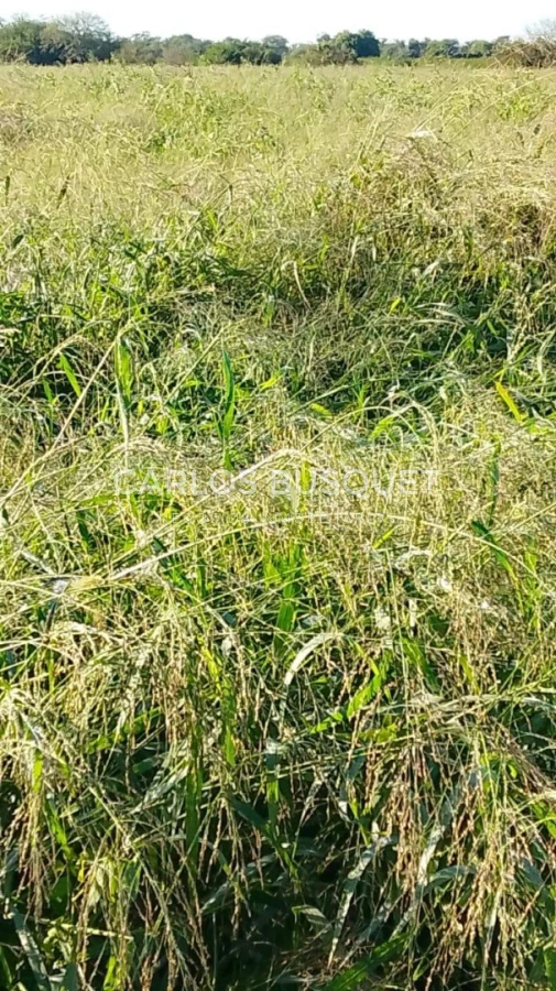 Campo Ref.1699 - Campo Ganadero de 1.400 hectáreas en Formosa, Argentina