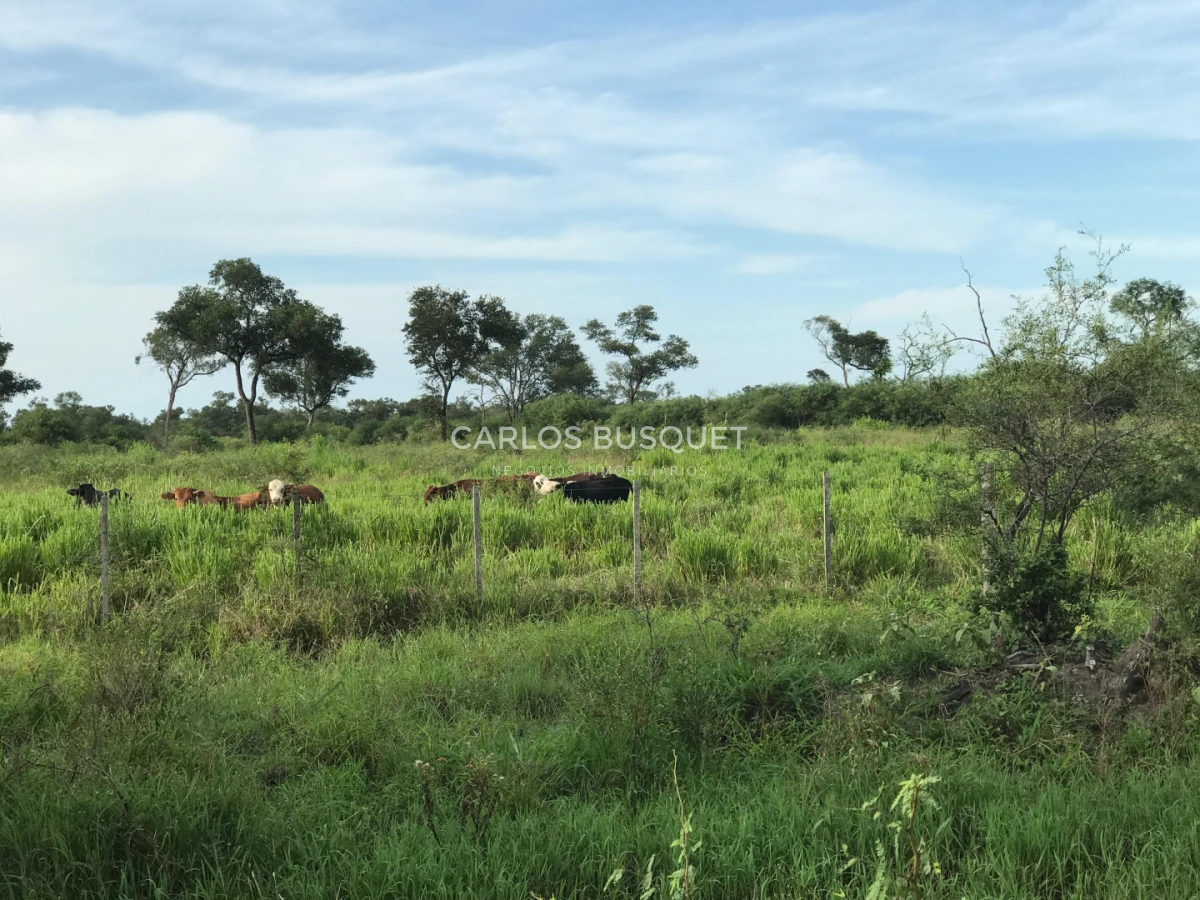 Campo Ref.1698 - Campo en venta de 1,420 hectáreas en Formosa