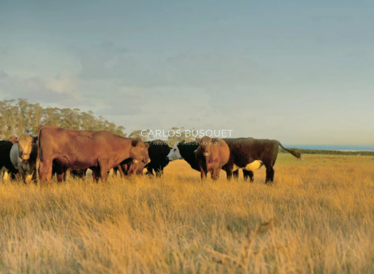 Campo Ref.1207 - CAMPO EN VENTA DE 232 HECTAREAS CON COSTA DE MAR EN ROCHA