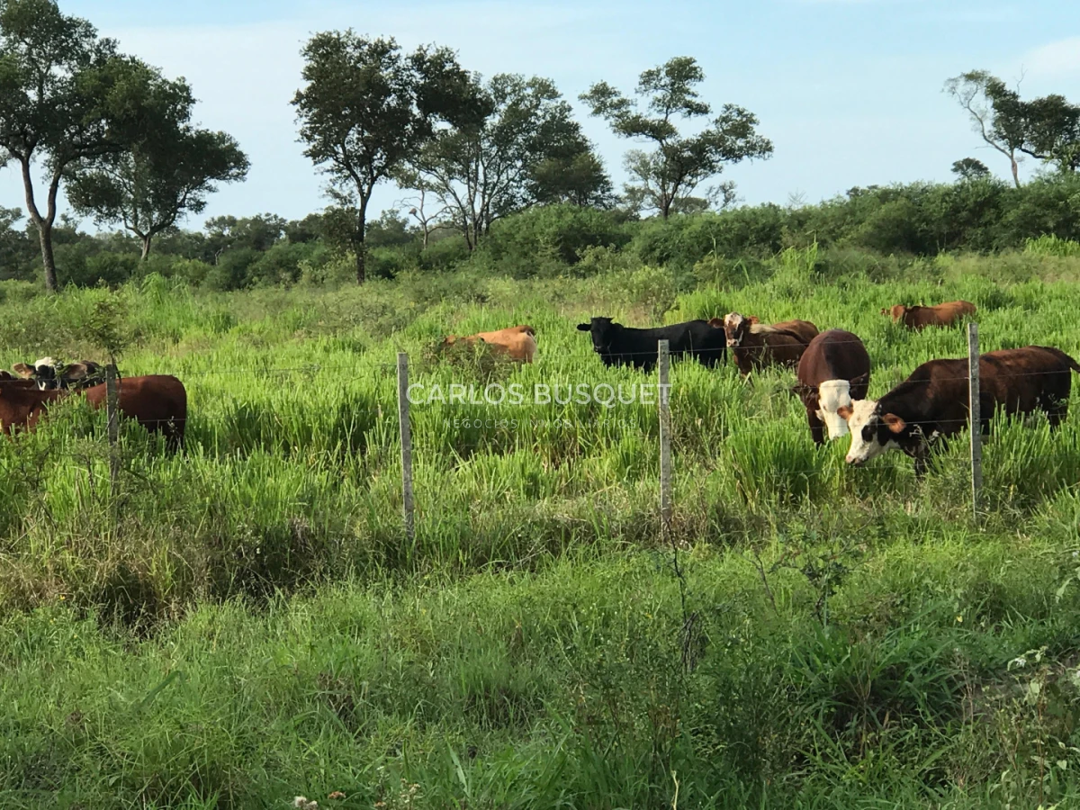 Campo Ref.1695 - Campo en venta de 20.600 has en Formosa 
