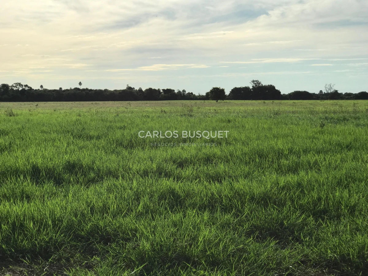 Campo Ref.1704 - Campo ganadero de 1.500 has. en venta en Formosa