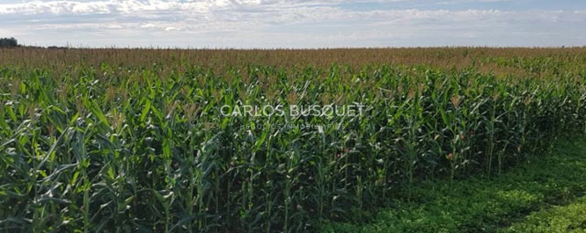 Campo Ref.1697 - Campo de 500 hectáreas en venta en Provincia de Formosa