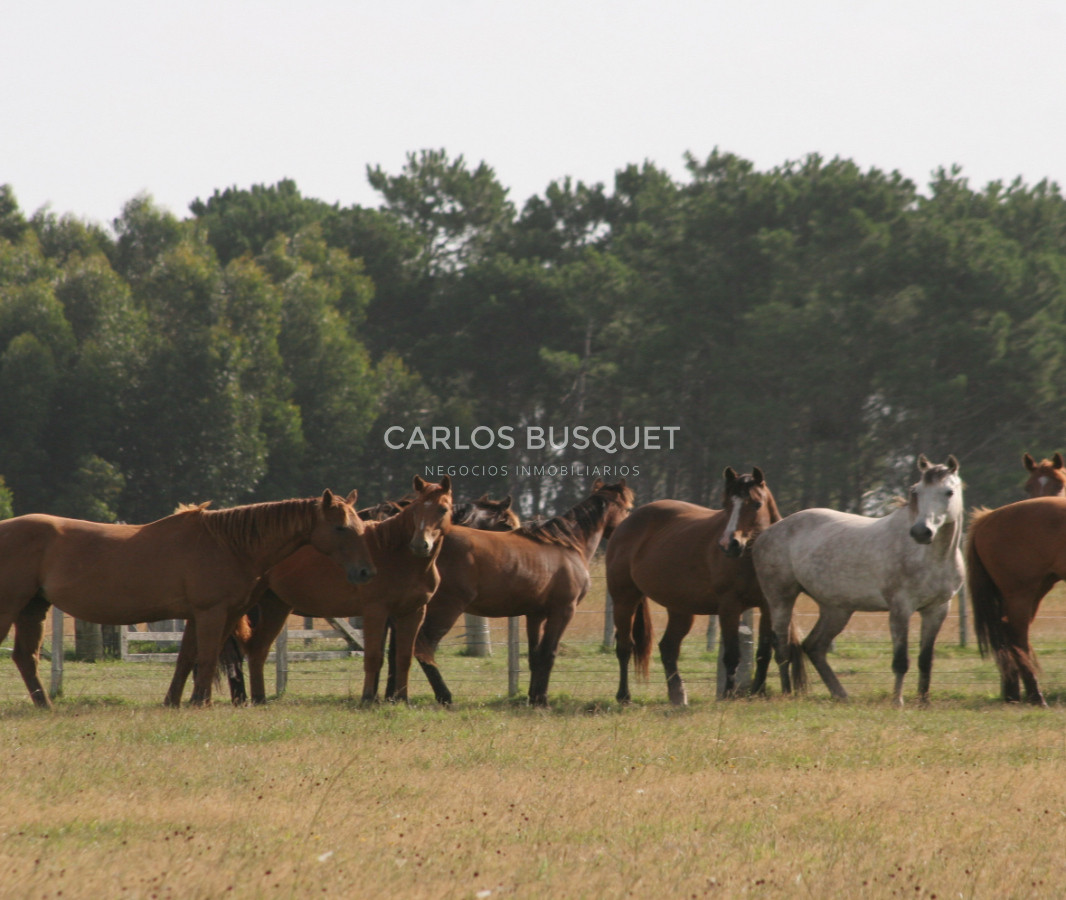 Campo Ref.1207 - CAMPO EN VENTA DE 232 HECTAREAS CON COSTA DE MAR EN ROCHA