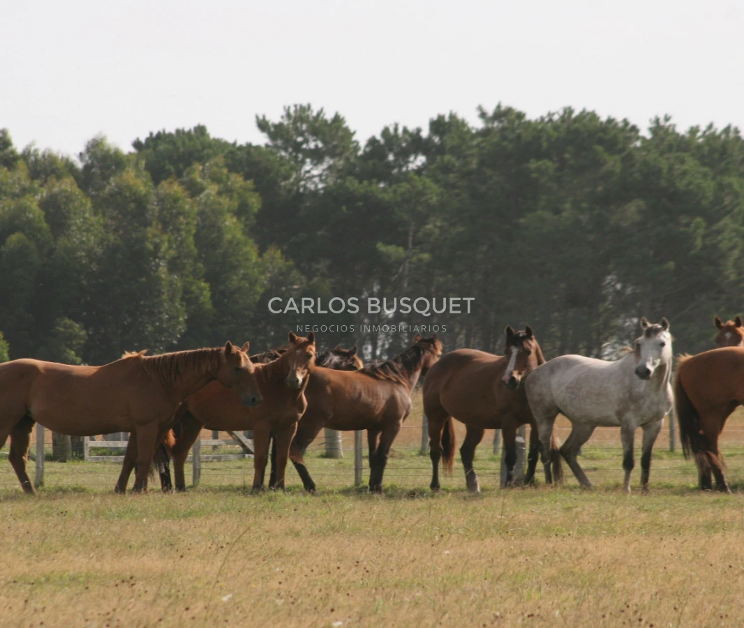 Campo Ref.1207 - CAMPO EN VENTA DE 232 HECTAREAS CON COSTA DE MAR EN ROCHA