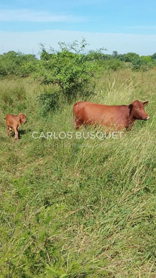 Campo Ref.1698 - Campo en venta de 1,420 hectáreas en Formosa