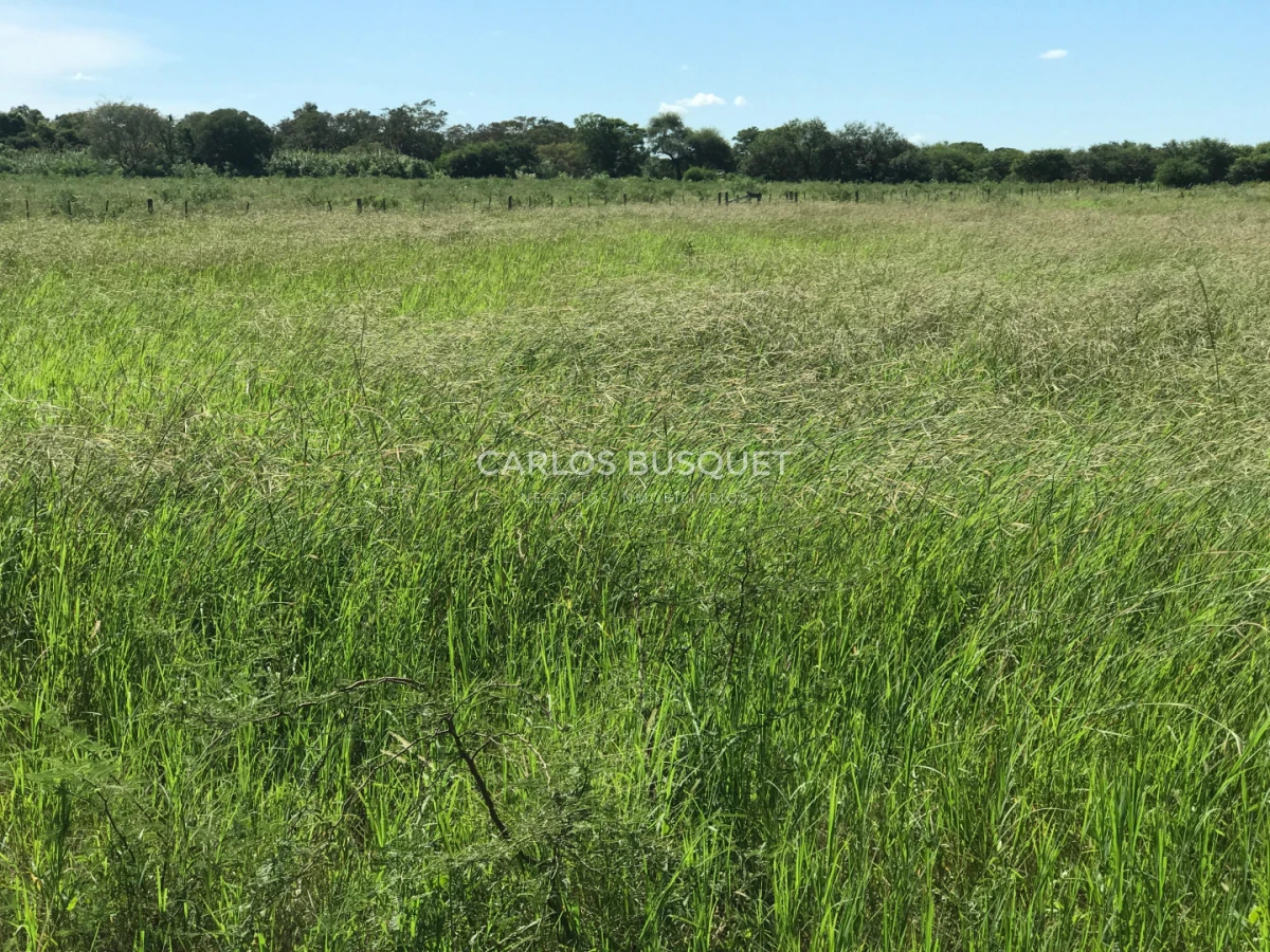 Campo Ref.1704 - Campo ganadero de 1.500 has. en venta en Formosa