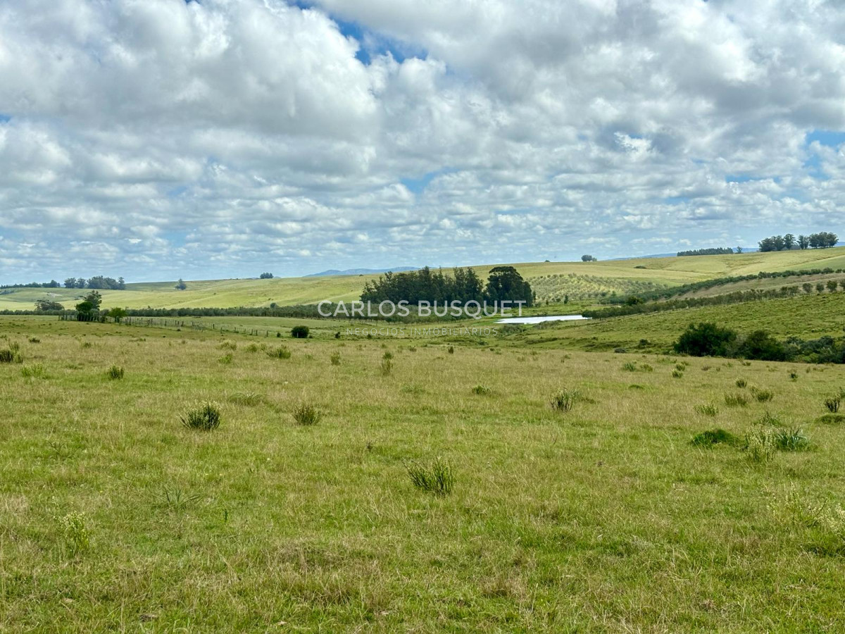 Campo Ref.536 - Campo en venta de 78 has.  en Camino Sainz Martinez, Jose Ignacio 