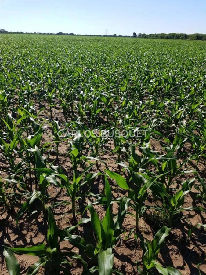 Campo Ref.1697 - Campo de 500 hectáreas en venta en Provincia de Formosa