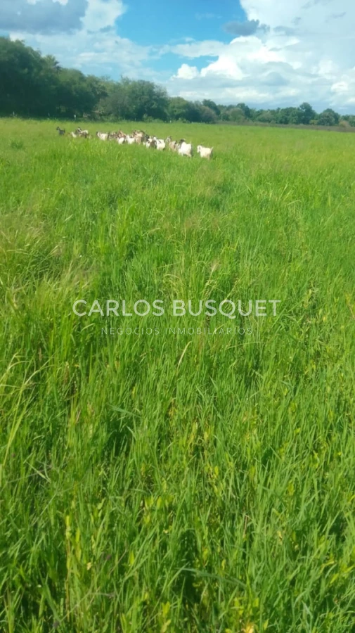 Campo Ref.1695 - Campo en venta de 20.600 has en Formosa 