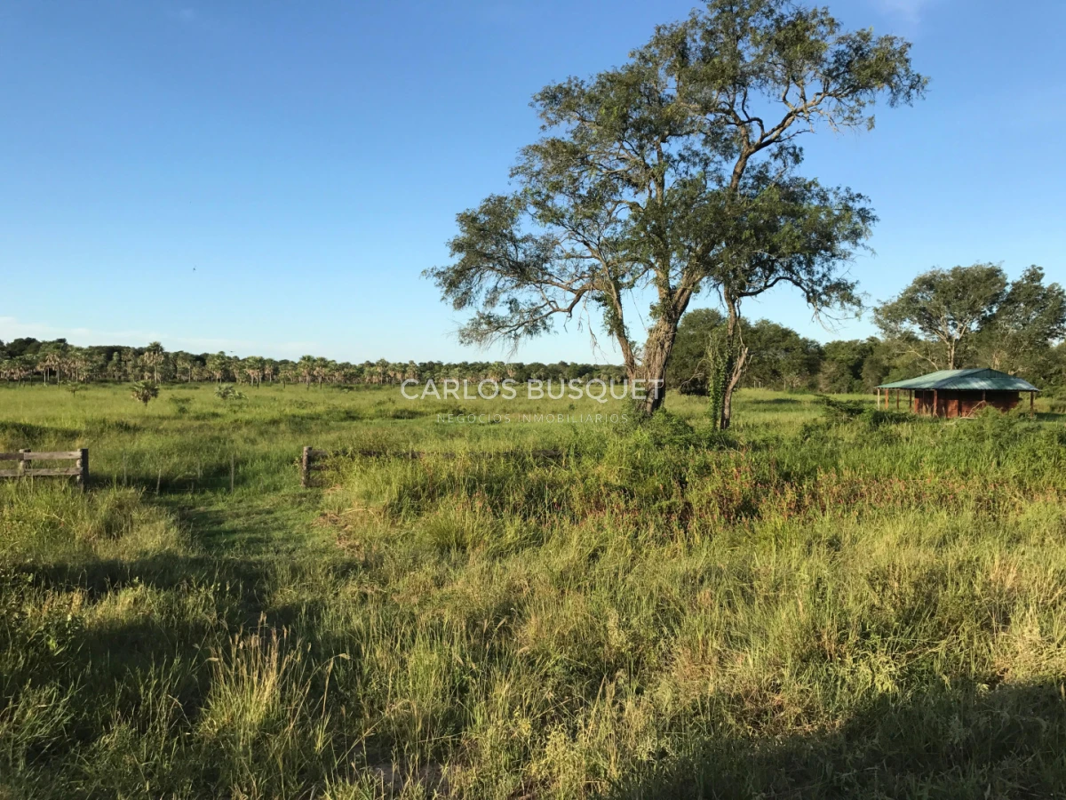 Campo Ref.1706 - Campo Ganadero - Forestal en venta de 2.000 hectáreas en Formosa 
