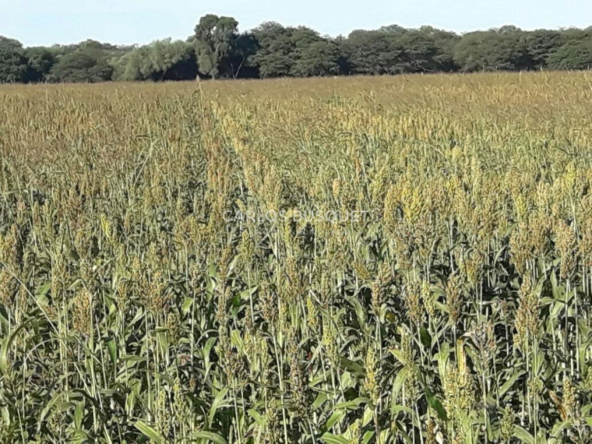 Campo Ref.1698 - Campo en venta de 1,420 hectáreas en Formosa