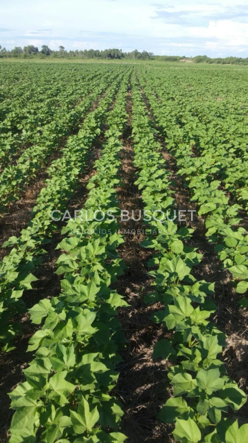 Campo Ref.1697 - Campo de 500 hectáreas en venta en Provincia de Formosa