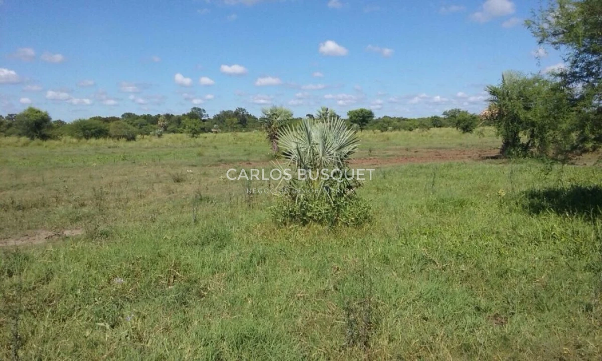 Campo Ref.1706 - Campo Ganadero - Forestal en venta de 2.000 hectáreas en Formosa 