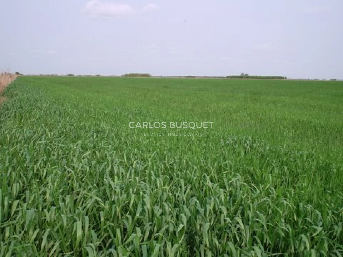 Campo Ref.1697 - Campo de 500 hectáreas en venta en Provincia de Formosa