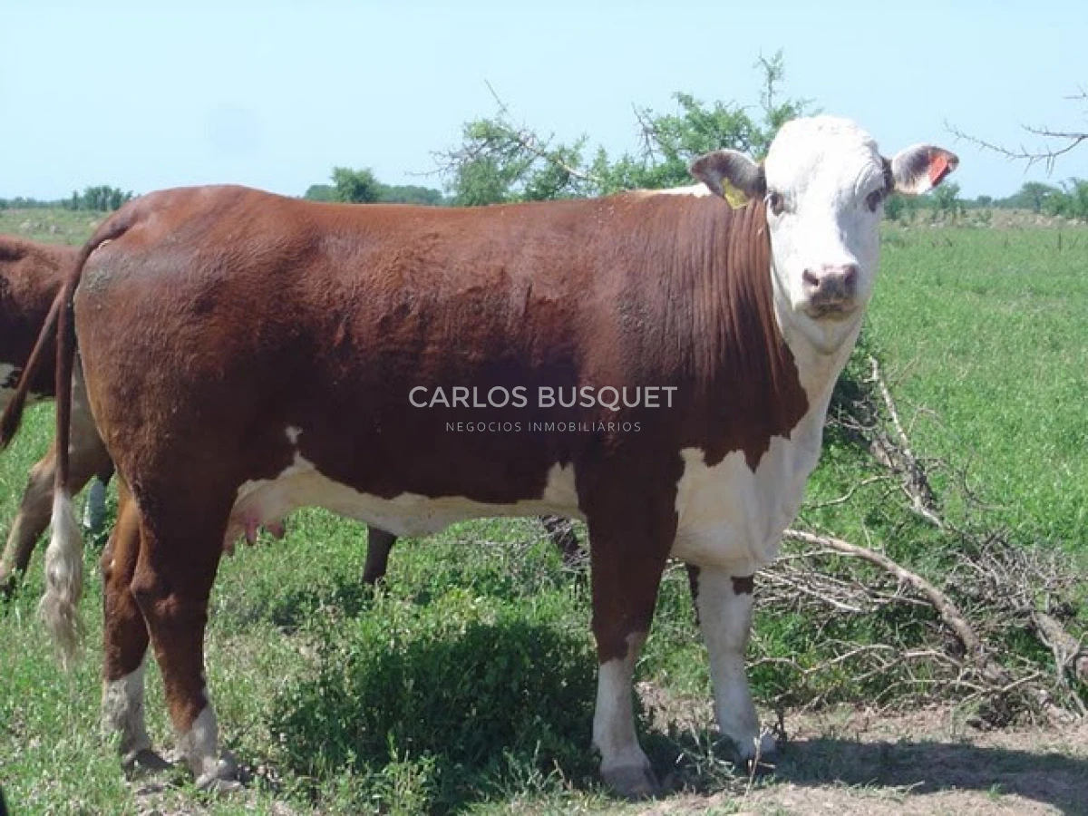 Campo Ref.1695 - Campo en venta de 20.600 has en Formosa 
