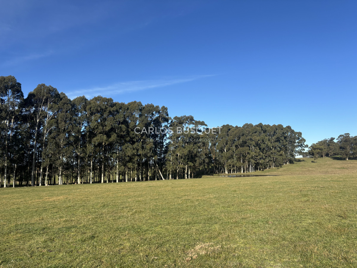 Campo Ref.1160 - Campo Agricola 140 has Garzon - Las garzas