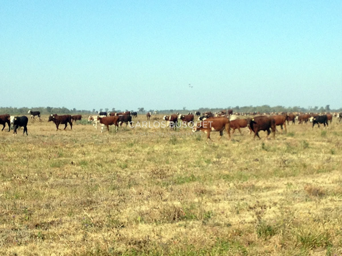 Campo Ref.1706 - Campo Ganadero - Forestal en venta de 2.000 hectáreas en Formosa 