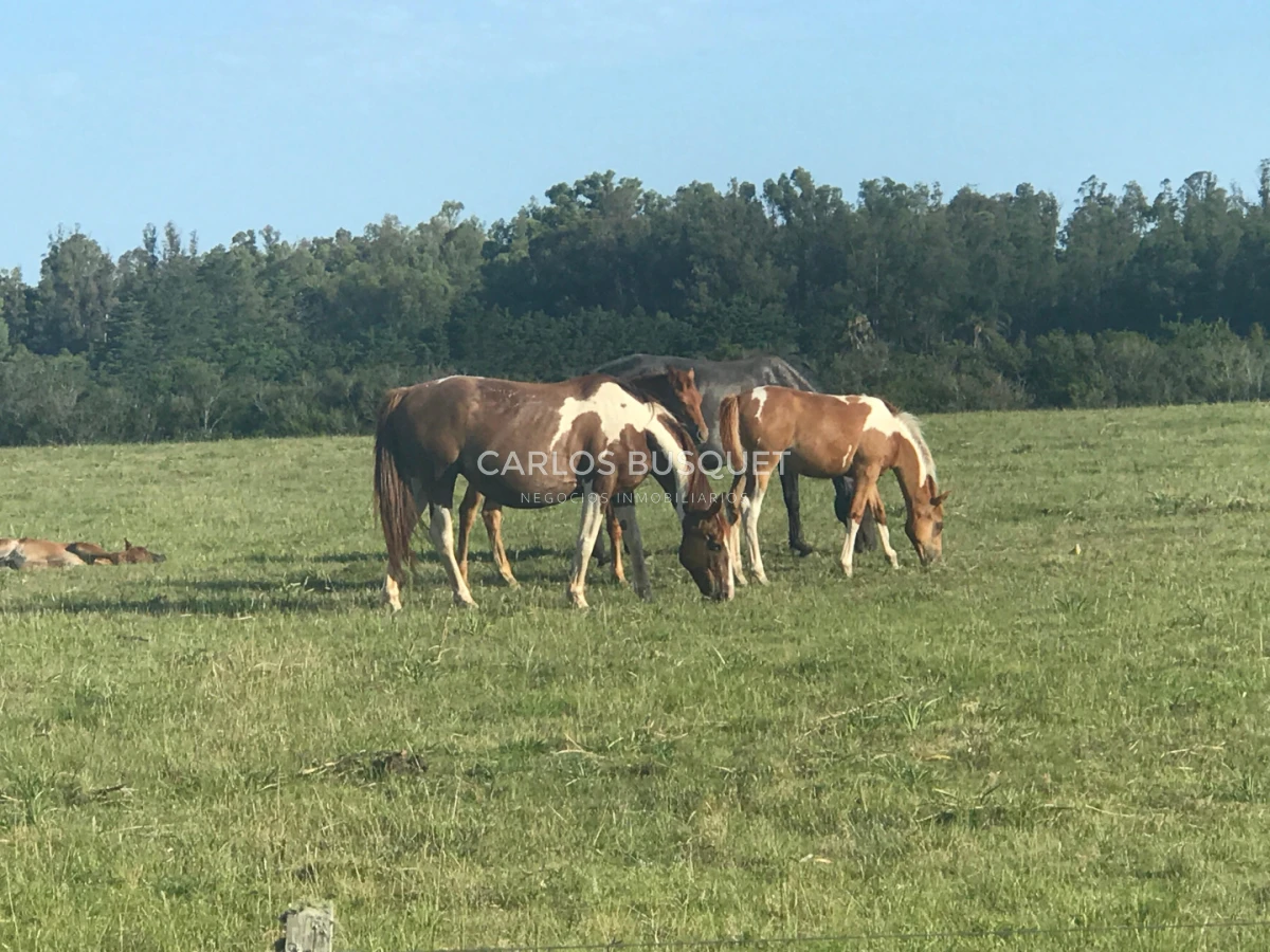 Campo Ref.1697 - Campo de 500 hectáreas en venta en Provincia de Formosa