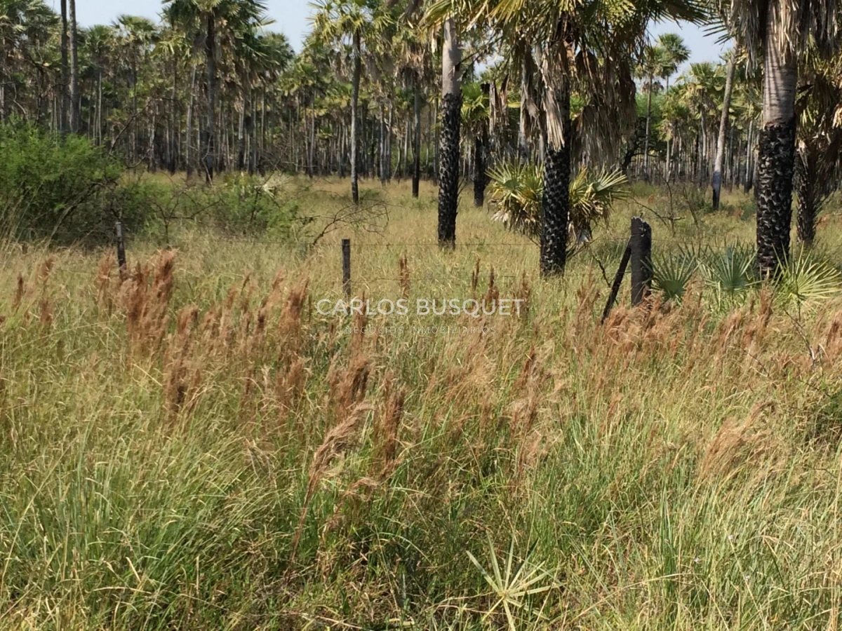 Campo Ref.1707 - Venta de 6.000 has. ganaderas en Formosa