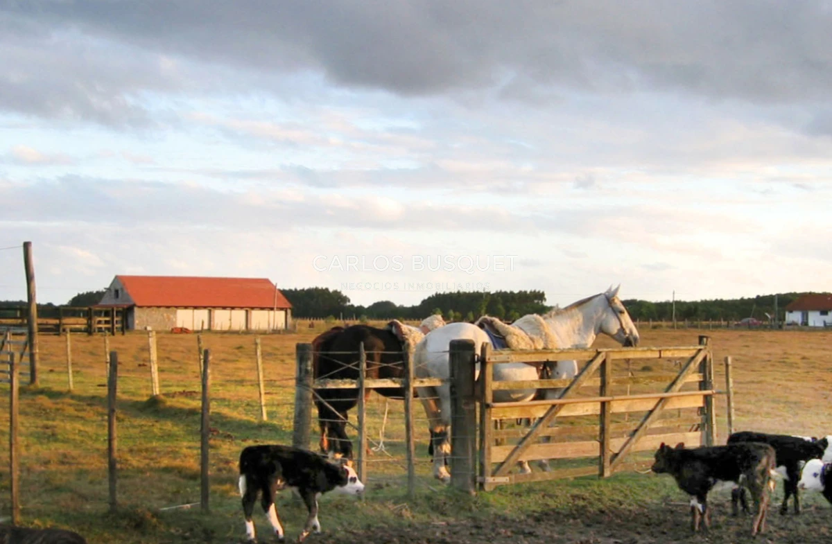 Campo Ref.1207 - CAMPO EN VENTA DE 232 HECTAREAS CON COSTA DE MAR EN ROCHA