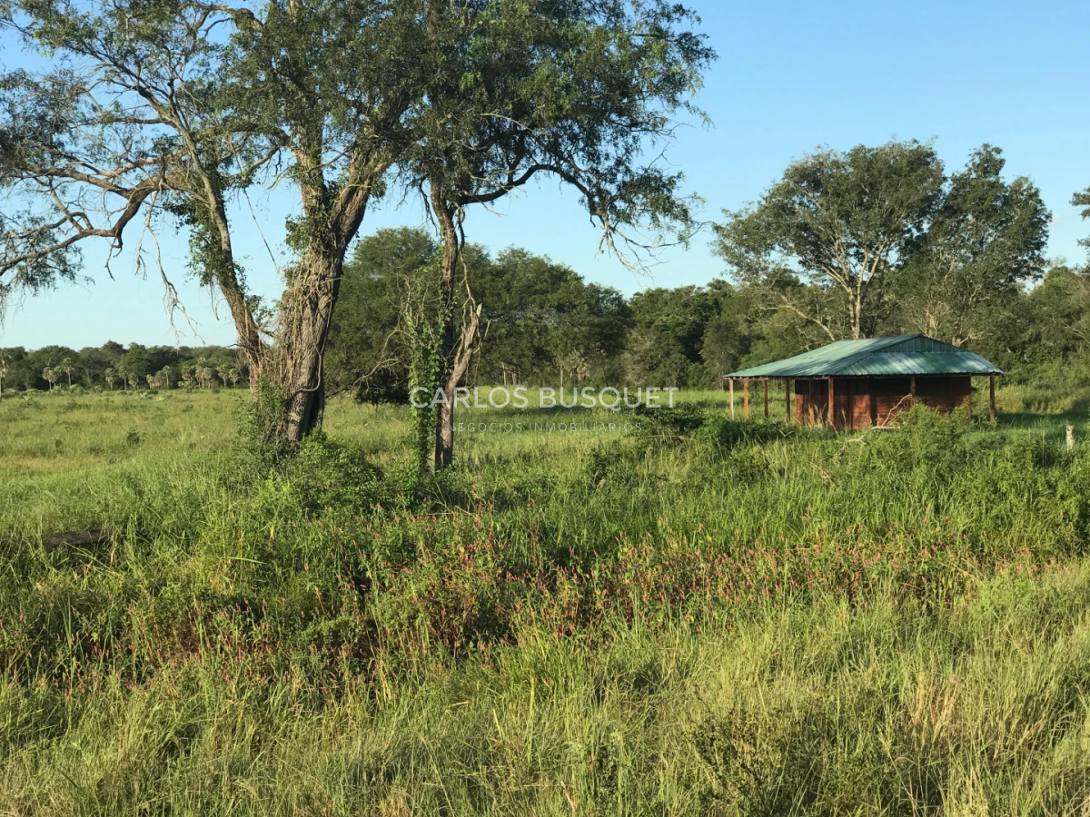 Campo Ref.1706 - Campo Ganadero - Forestal en venta de 2.000 hectáreas en Formosa 