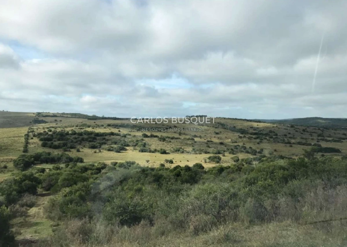 Campo Ref.310 - Campo en venta de 811 has. en Treinta y Tres- Aptitud ganadero forestal 