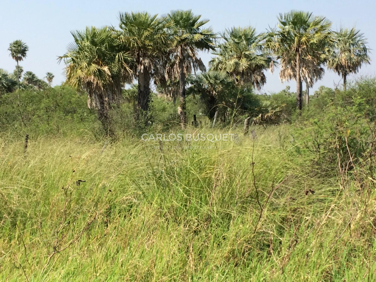 Campo Ref.1707 - Venta de 6.000 has. ganaderas en Formosa