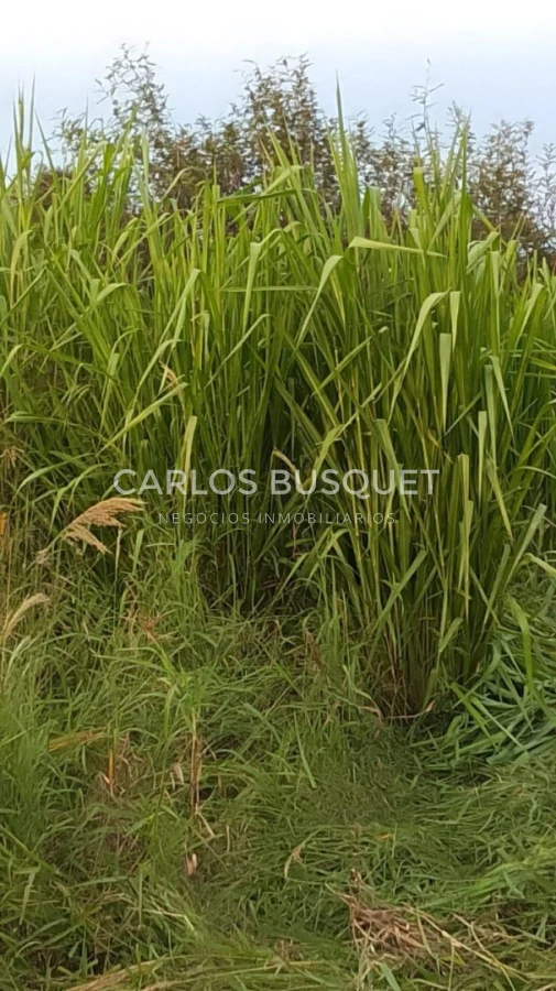 Campo Ref.1699 - Campo Ganadero de 1.400 hectáreas en Formosa, Argentina