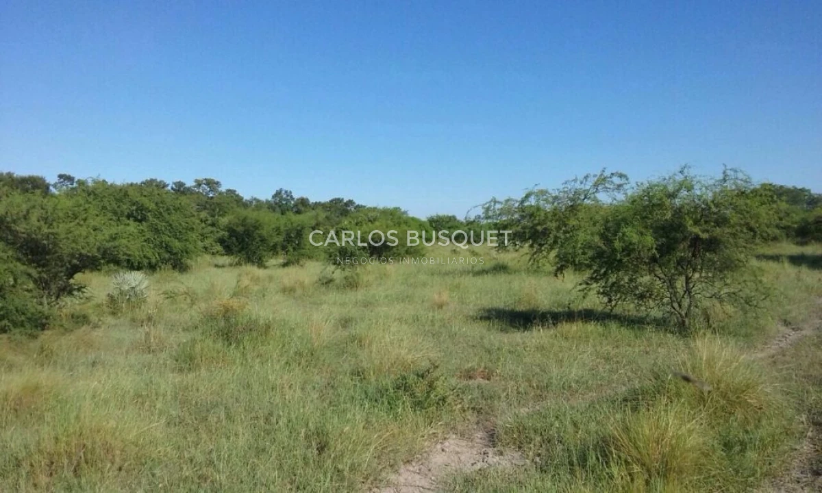 Campo Ref.1706 - Campo Ganadero - Forestal en venta de 2.000 hectáreas en Formosa 
