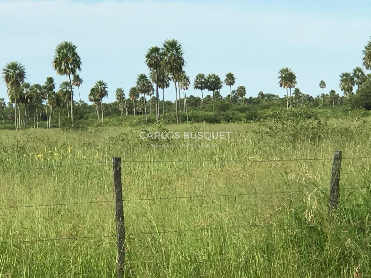 Campo Ref.1695 - Campo en venta de 20.600 has en Formosa 