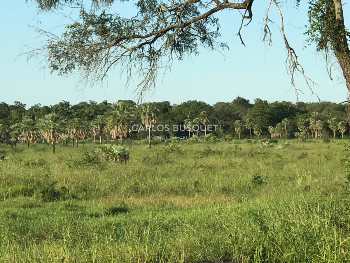 Campo Ref.1706 - Campo Ganadero - Forestal en venta de 2.000 hectáreas en Formosa 