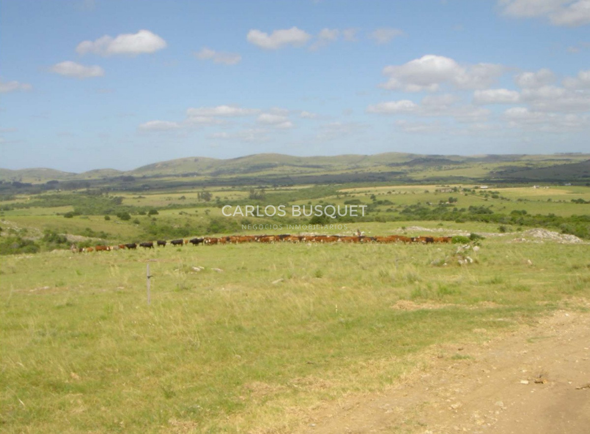 Campo Ref.310 - Campo en venta de 811 has. en Treinta y Tres- Aptitud ganadero forestal 