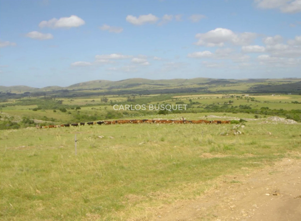 Campo Ref.310 - Campo en venta de 811 has. en Treinta y Tres- Aptitud ganadero forestal 