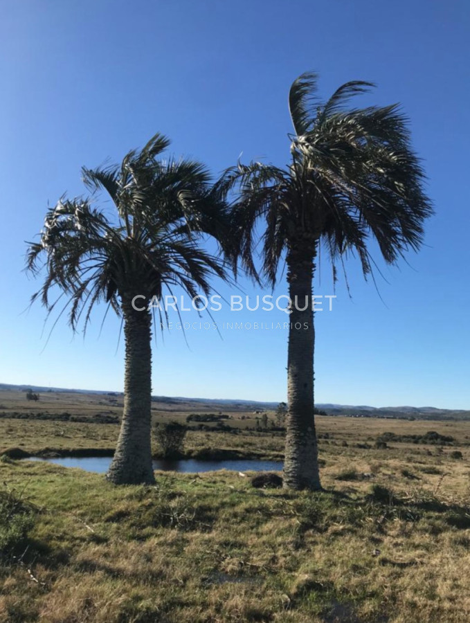 Campo Ref.1131 - Campo en venta 183 has. en Ruta 39