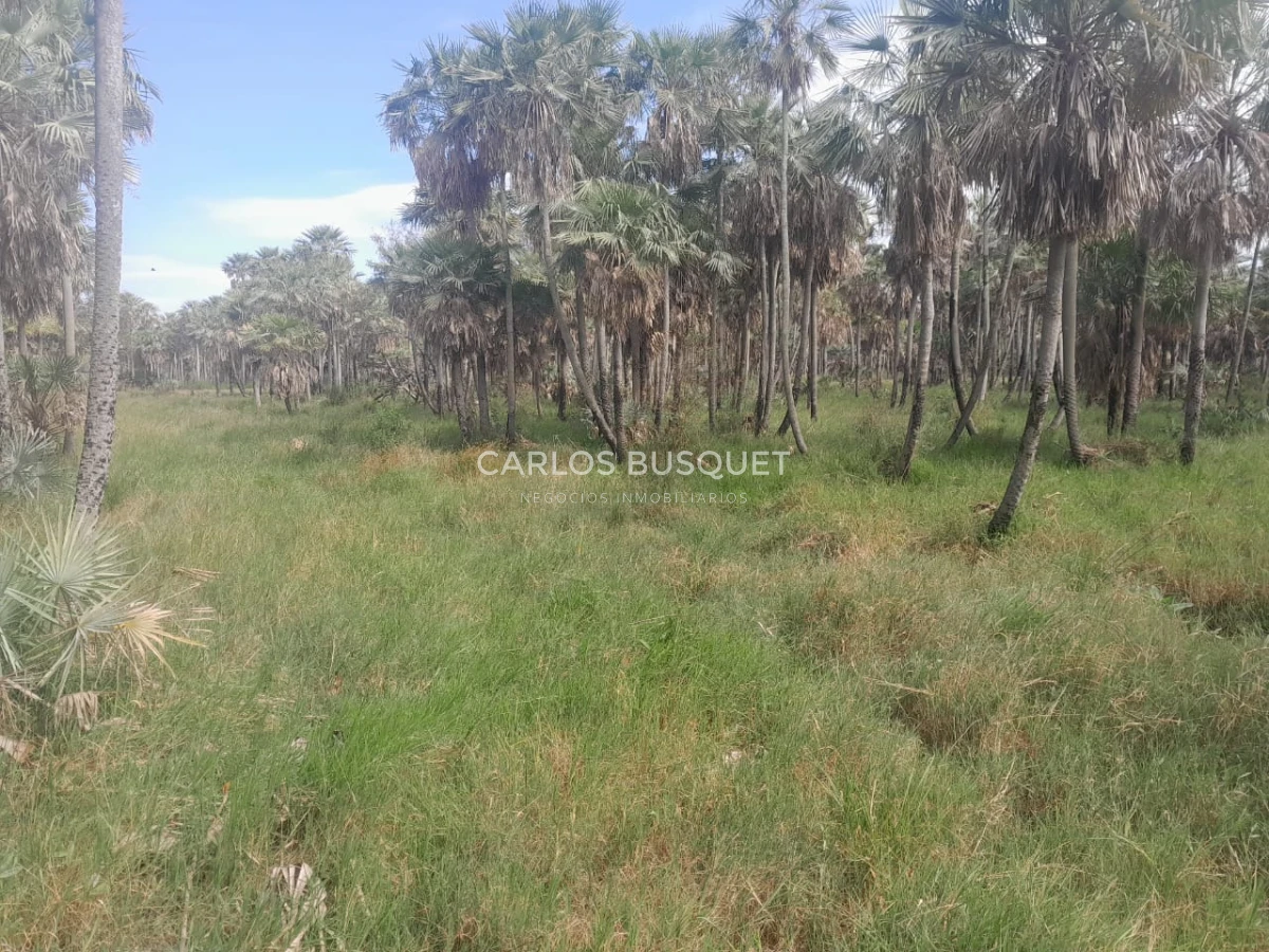 Campo Ref.1707 - Venta de 6.000 has. ganaderas en Formosa