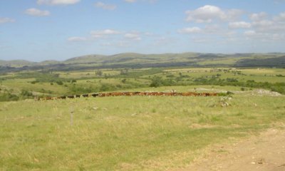 Campo en venta de 811 has. en Treinta y Tres- Aptitud ganadero forestal