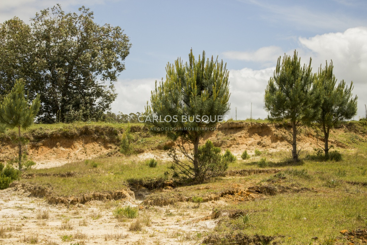Terreno ID.1 - Terrenos en venta de 3.000 mts2, en La Pedrera, San Antonio.