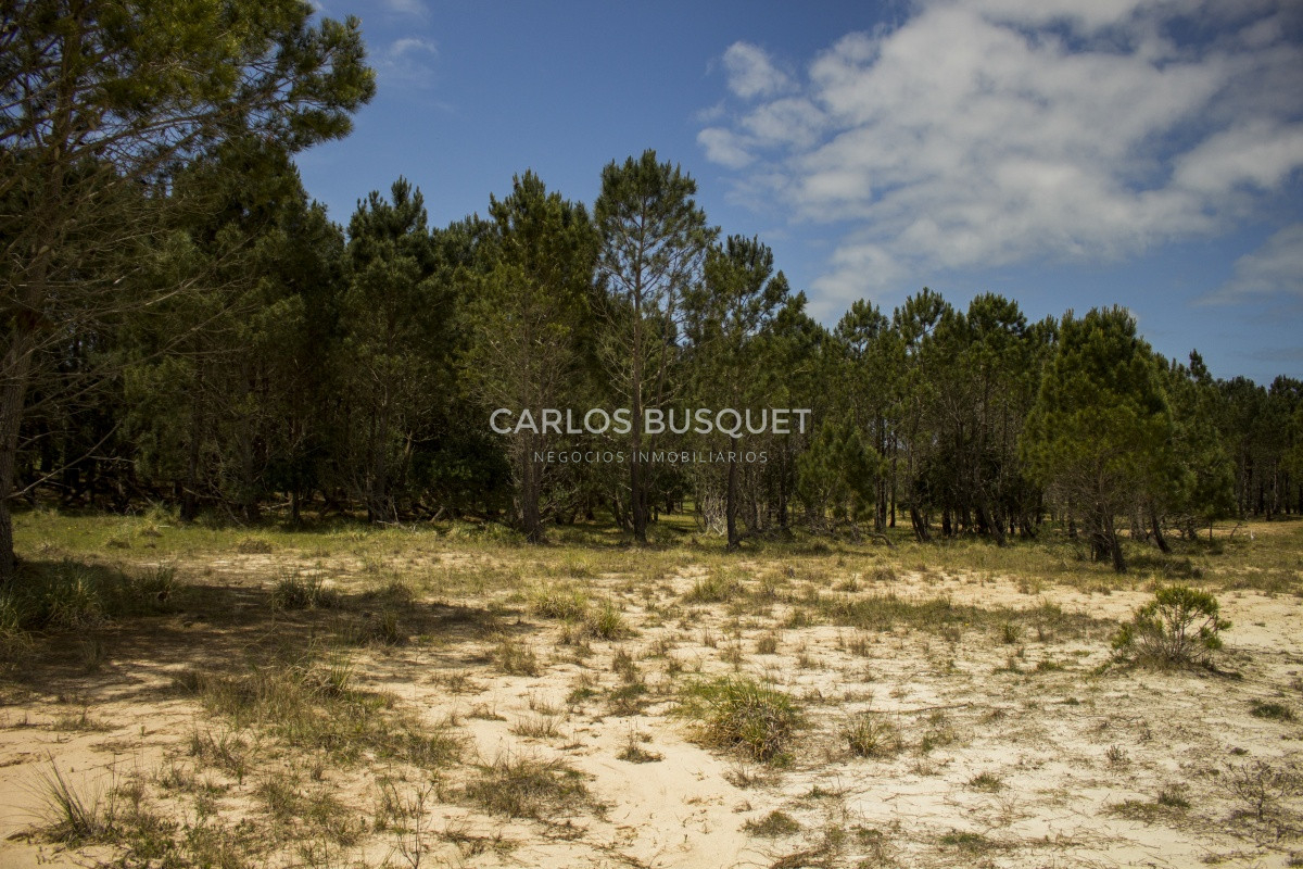 Terreno ID.1 - Terrenos en venta de 3.000 mts2, en La Pedrera, San Antonio.
