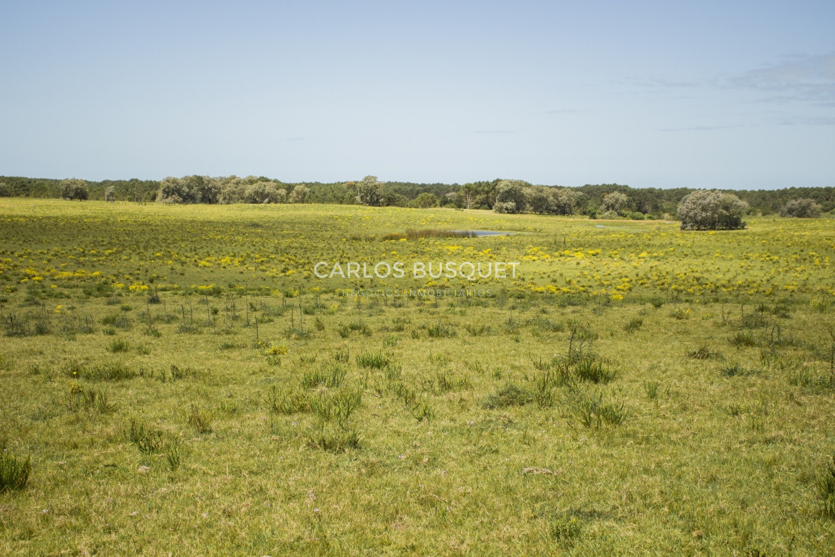 Terreno ID.1 - Terrenos en venta de 3.000 mts2, en La Pedrera, San Antonio.