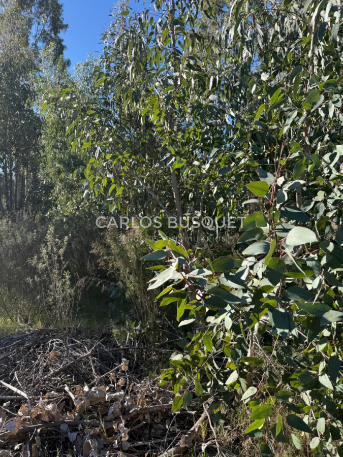 Terreno ID.1505 - Lote en venta de 4.000m2 en Puerto Quetzal