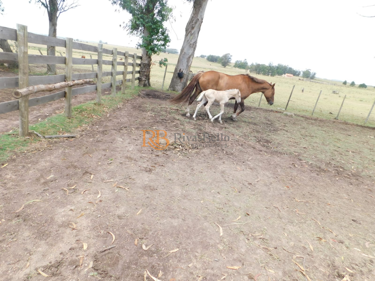 Chacra ID.98 - Campo- Chacra en VENTA- entrada de pueblo garzon-35 hectareas