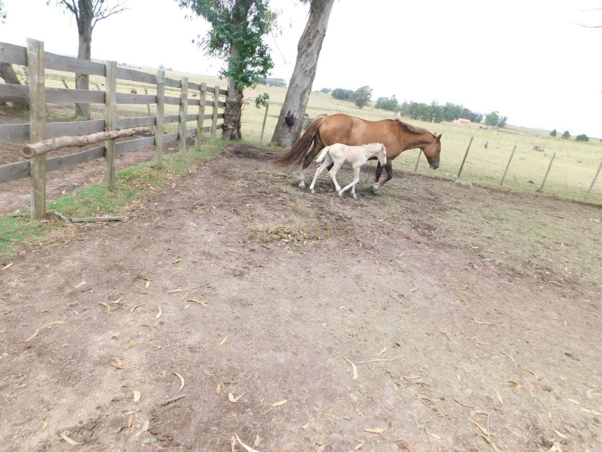 Chacra ID.579 - Campo- Chacra en VENTA- entrada de pueblo garzon-35 hectareas