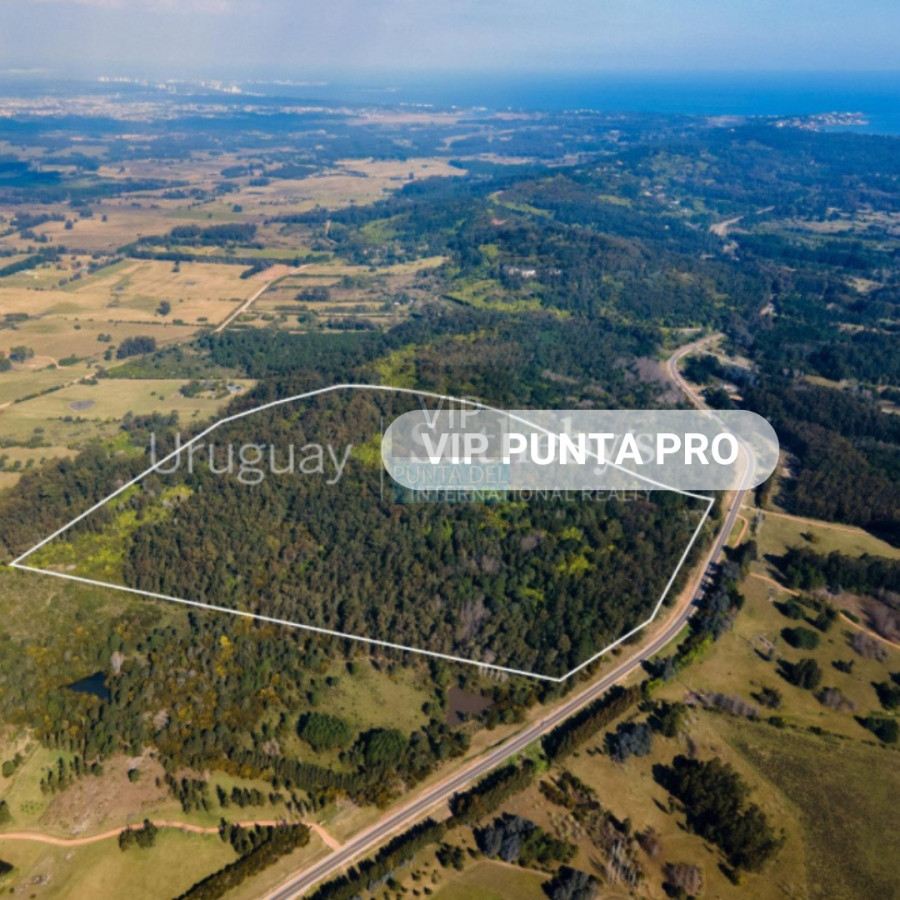 Chacra ID.2171 - Chacra en venta Laguna del Sauce - Punta Ballena 