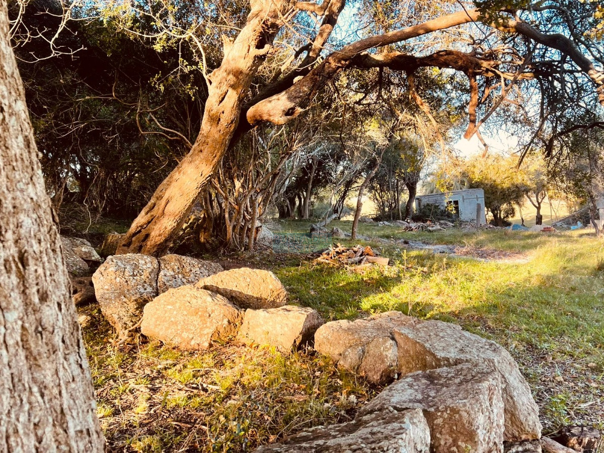 Chacra ID.522 - Venta campo 86 hectáreas Aiguá - Uruguay