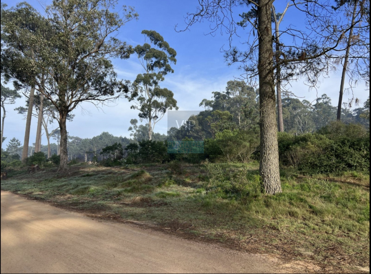 Burnett - GoPunta - Portal Inmobiliario de Punta del Este - Maldonado