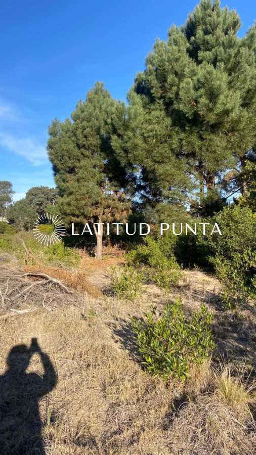 Chihuahua - GoPunta - Portal Inmobiliario de Punta del Este - Maldonado